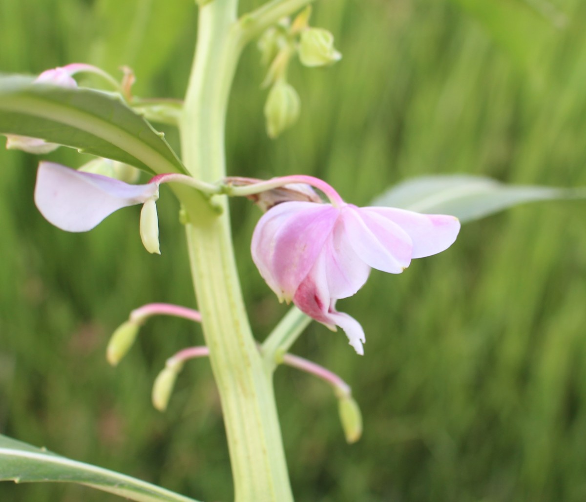 Hydrocera triflora (L.) Wight & Arn.